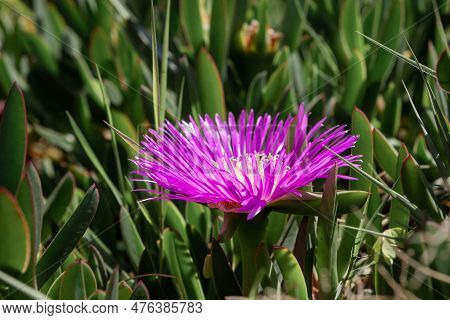 Pink Flower Of A Pigface (carpobrotus Edulis), Mediterranean Succulent Plant.