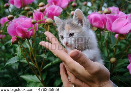 Man Holds Kitten In His Arms In The Garden Against The Background Of Pink Peony Flowers In Spring. A