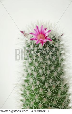 Beautiful Cactus Flowers, Pink Flower Of Parodia Aureispina Cactus Bloom In Small Pot,  Cactus Flowe