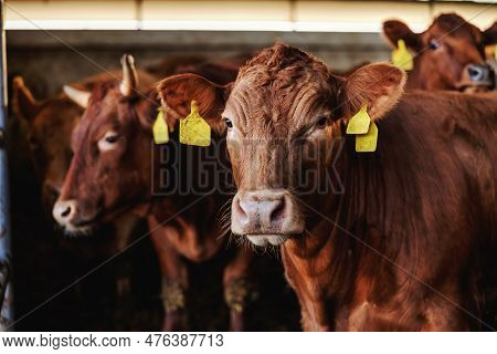 Closeup Of Beef Looking At Camera. In A Stable Are Many Beefs. Ordinary Day At Organic Farm.