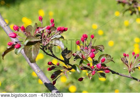A Small Blooming Apple Tree With Pink Flowers And Burgundy Leaves. Red Kuldzhinka Or Nedzvetsky 's A