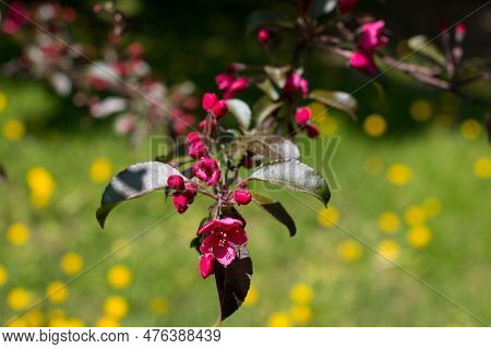 A Small Blooming Apple Tree With Pink Flowers And Burgundy Leaves. Red Kuldzhinka Or Nedzvetsky 's A