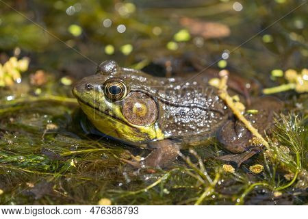 American Bullfrog (lithobates Catesbeianus) In Pond Close-up Portrait.