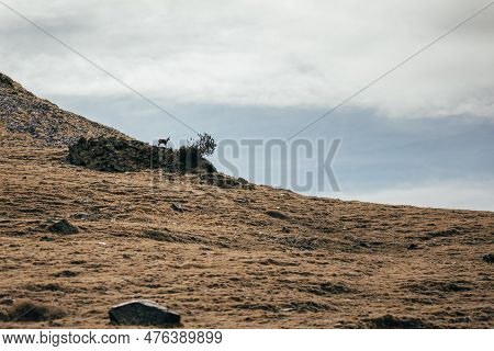 Exotic Side View Of The Pyrenean Mountain Slopes And The Pyrenean Goat Chamois On The Evening Cloudy