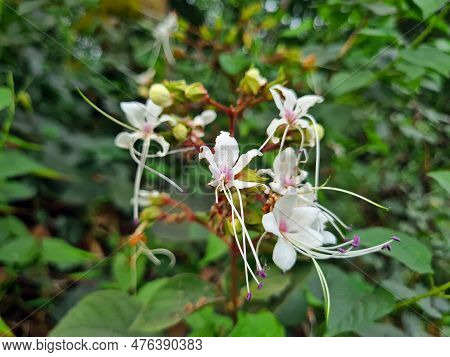 Cluster Of Clerodendrum Infortunatum Flowers. Medicinal Plant Herbs. Commonly Known As Bhat, Hill Gl