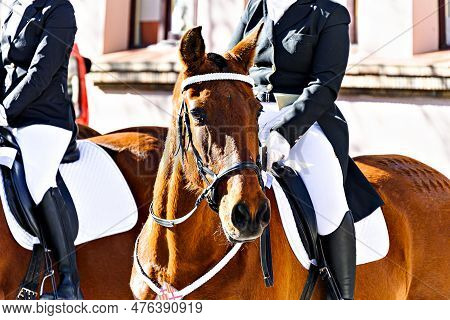 Horse Parade At The Party Of The Three Tombs In Igualada, Barcelona