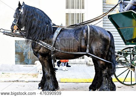 Parade Of Horses In The Festival Of The Three Graves, San Antoni Abad In Igualada, Barcelona