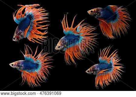 Crown Tail Betta Action Combine, Siamese Fighting Fish, Blue And Orange Coloured Pla-kad ( Biting Fi