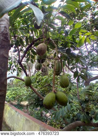 Green Hog Plum (spondias Mombin) Fruits Are Hanging From The Tree In The Organic Garden. Tropical Fr