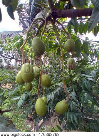 Green Hog Plum (spondias Mombin) Fruits Are Hanging From The Tree In The Organic Garden. Tropical Fr