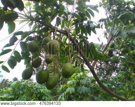 June Plum (spondias Dulcis) Or Ambarella Or Golden Apple Tropical Fruit On A Plant. Healthy And Deli