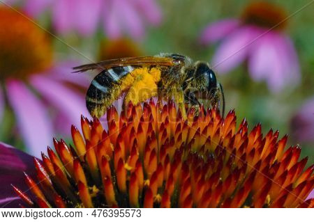 Alfalfa Leafcutting Bee (megachile Rotundata), Insect Collects Nectar On Echinacea Flower