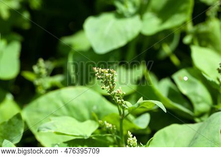 Inflorescence Of A French Sorrel, Rumex Scutatus