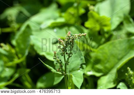 Inflorescence Of A French Sorrel, Rumex Scutatus