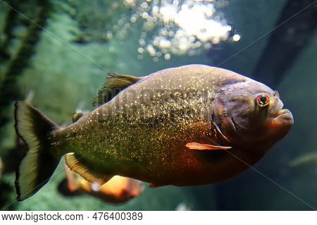 The Red Piranha Red-bellied Piranha In Freshwater Aquarium. Pygocentrus Nattereri Is A Freshwater Fi