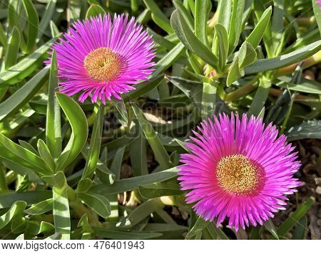 Beautiful Flowering Carpobrotus, Known As Pigface, Ice Plant, Sour Fig, Hottentot Fig, Is A Ground-c
