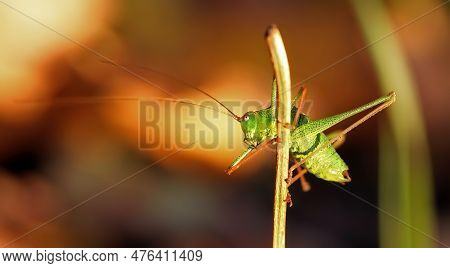 Close-up Of A Male Speckled Bush-cricket Climbing A Straw