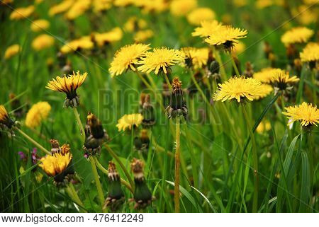Taraxacum Officinale, Dandelion Or Common Dandelion Blooms In The Meadow And Has Yellow Flowers. Use