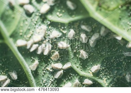 Whitefly Aleyrodes Proletella Agricultural Pest On Cabbage Leaf.