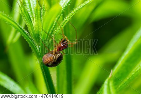Macro Shot Of Metellina Spider On Tip Of Green Leaf, Wildlife In Natural Environment.