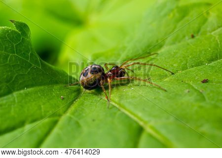 Macro Shot Of Metellina Spider On Tip Of Green Leaf, Wildlife In Natural Environment.