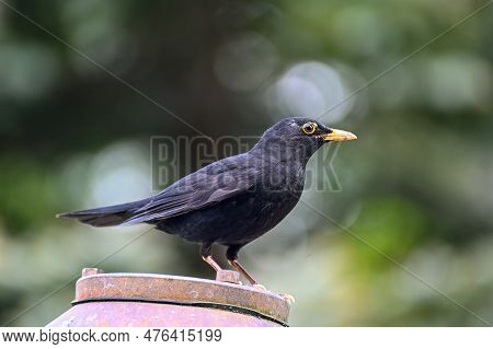 One Blackbird In Orebro City Park Orebro Sweden