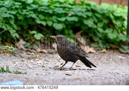 One Blackbird In Orebro City Park Orebro Sweden