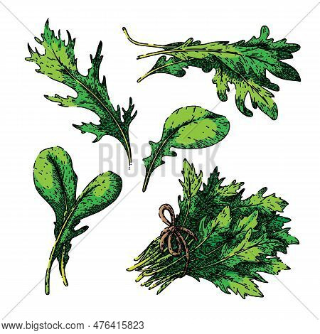 Argula Fresh Salad Set Hand Drawn. Vegetable Vegetarian, Green Healthy, Food Plant, Leaf Organic, Ru