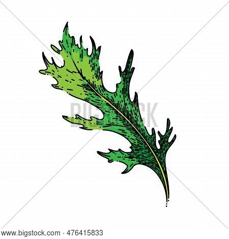 Argula Green Salad Hand Drawn. Fresh Vegetable, Vegetarian Healthy, Food Plant, Leaf Organic, Rucola