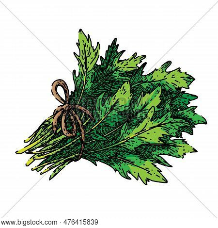 Argula Healthy Salad Hand Drawn. Fresh Vegetable, Vegetarian Green, Food Plant, Leaf Organic, Rucola