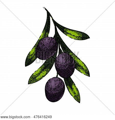 Oline Natural Food Hand Drawn. Olive Branch, Green Organic, Plant Fresh, Leaf Leaves, Tree Healthy O