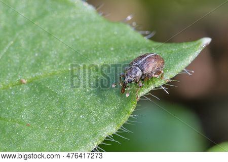 Macro Shooting. Close-up Portrait Of A Weevil Curculionidae Latreille On A Green Leaf