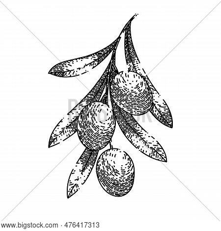 Oline Natural Food Hand Drawn. Olive Branch, Green Organic, Plant Fresh, Leaf Leaves, Tree Healthy O