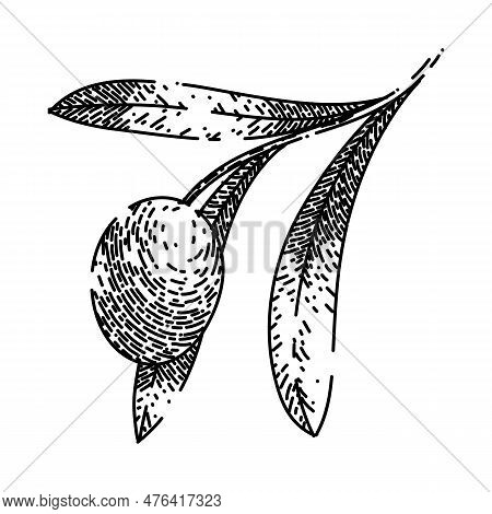 Oline Branch Food Hand Drawn. Olive Natural, Green Organic, Plant Fresh, Leaf Leaves, Tree Healthy O