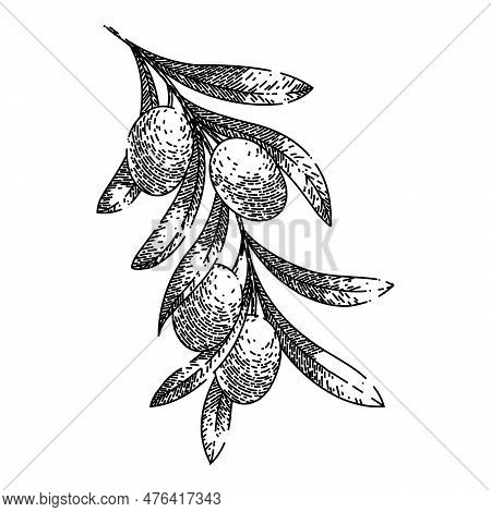 Oline Green Food Hand Drawn. Olive Natural, Branch Organic, Plant Fresh, Leaf Leaves, Tree Healthy O