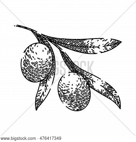 Oline Organic Food Hand Drawn. Olive Natural, Branch Green, Plant Fresh, Leaf Leaves, Tree Healthy O