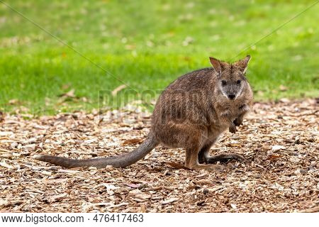 Red-necked Wallaby, Macropus Rufogriseus, Standing In Crouched Pose, Front View, With Grass Backgrou