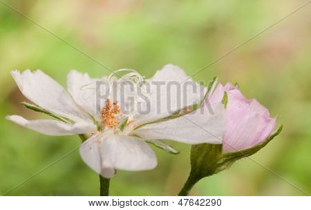Soluk Poppy Mallow çiçek ışık yeşil yaz arka planı açık