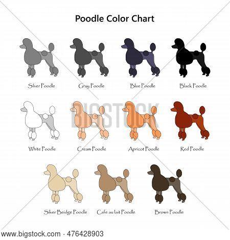 Set Of Dogs. Poodle Color Chart. Diifferent Coat Colors Variety.