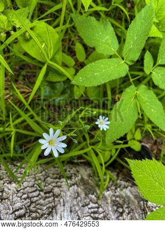 Chickweed Lanceolate In The Forest In Spring. Chickweed Lanceolate On Wood And Green Background.