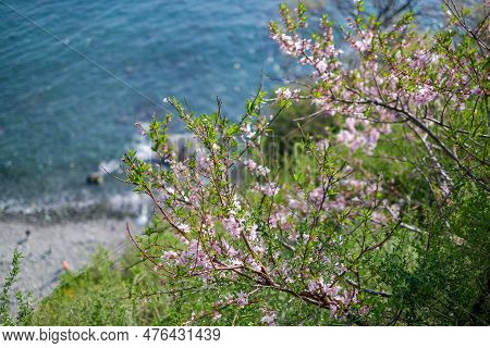Cherry Blossoms In Full Bloom With The Sea