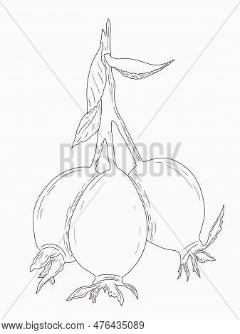 Linart Illustration Of Berries, Hand-drawn Digital Ink. Isolates, Single Element. Suitable For The D