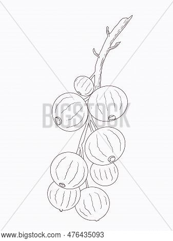 Linart Illustration Of Berries, Hand-drawn Digital Ink. Isolates, Single Element. Suitable For The D