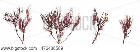 3d Illustration Of Set Red Alga Gracilaria Isolated On White Background, Ocean Creatures