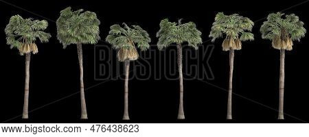 3d Illustration Of Set Sabal Palm Tree Isolated On Black Background