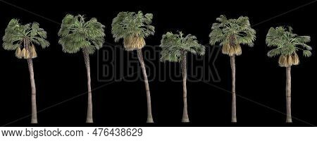 3d Illustration Of Set Sabal Palm Tree Isolated On Black Background