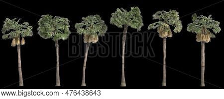 3d Illustration Of Set Sabal Palm Tree Isolated On Black Background