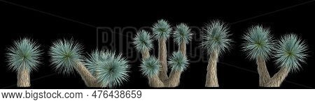 3d Illustration Of Set Yucca Rostrata Plant Isolated On Black Background