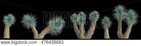 3d Illustration Of Set Yucca Rostrata Plant Isolated On Black Background
