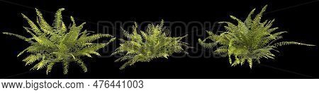 3d Illustration Of Set Sword Fern Plant Isolated On Black Background